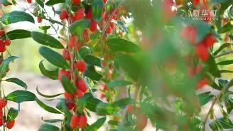 开云体育网页版入口-宁夏紫金队员精神百倍，士气高涨